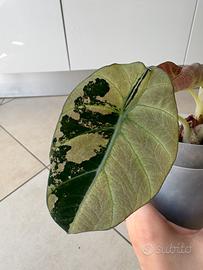 Cormo Alocasia Black Velvet Pink Fluorescente