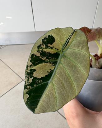 Cormo Alocasia Black Velvet Pink Fluorescente