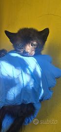 Cuccioli di Gatto