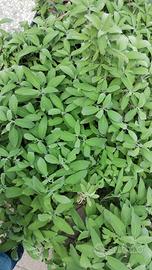 pianta di salvia 