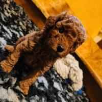 Cuccioli maschi barboncino no pedigree