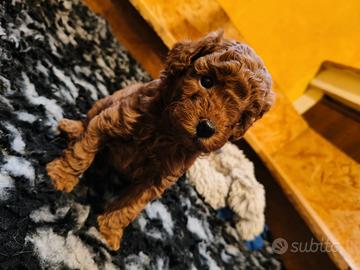 Cuccioli maschi barboncino no pedigree