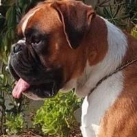 Boxer disponibile per monta ped. ENCI