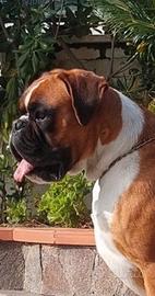 Boxer disponibile per monta ped. ENCI
