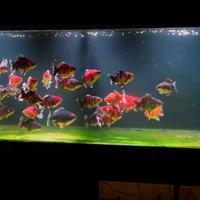 Pesci Oranda Thai Giganti