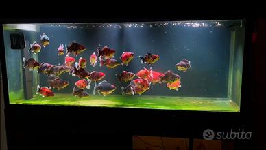 Pesci Oranda Thai Giganti