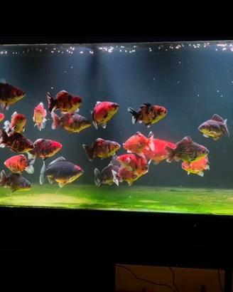 Pesci Oranda Thai Giganti
