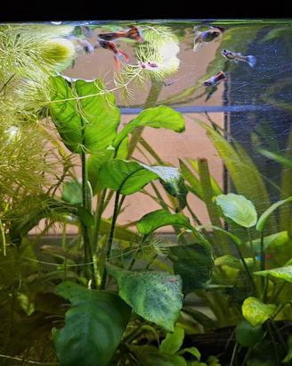 Piante acquatiche acquario