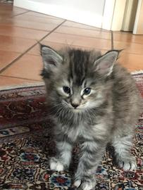 Cuccioli di gatto norvegesi delle foreste