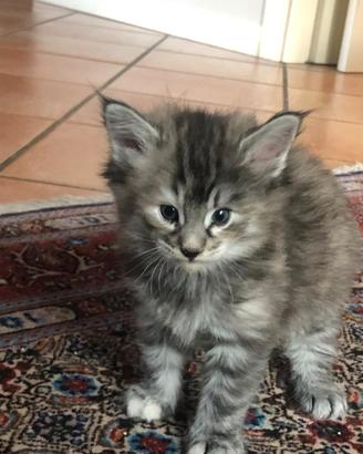 Cuccioli di gatto norvegesi delle foreste