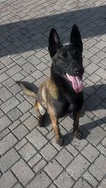 Malinois