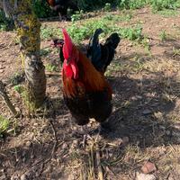 Galli Marans