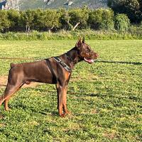 Disponibile per monta