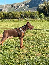 Disponibile per monta