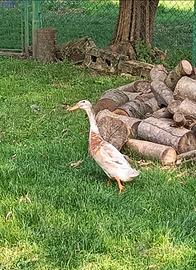 Anatra corritrice e di Bali ciuffata