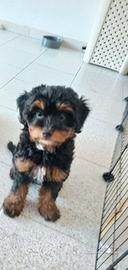 Cucciola