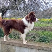 Border collie da monta