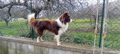 Border collie da monta