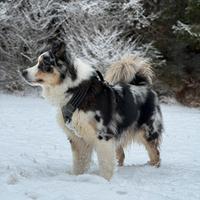 Animali