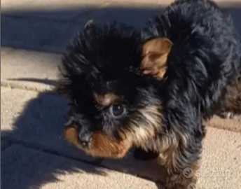 Yorkshire cuccioli disponibili