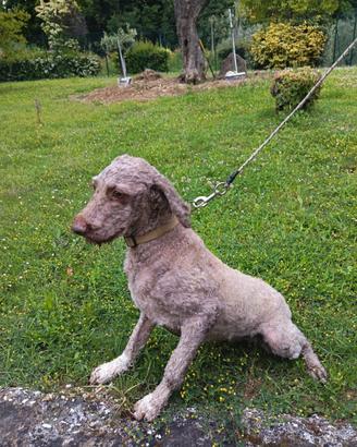 Lagotto Romagnolo da tartufo