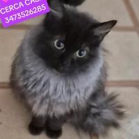 Gattini dolcissimi in adozione