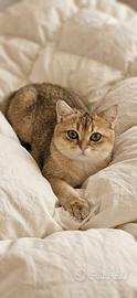 Gattina British