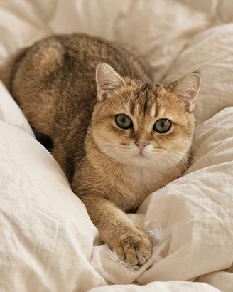 Gattina British