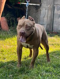 Maschio Pitbull con pedigree per monte