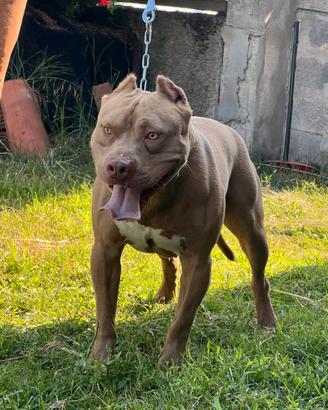 Maschio Pitbull con pedigree per monte