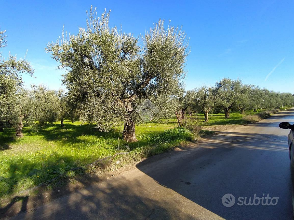 TER. AGRICOLO A CERIGNOLA - Vista 2