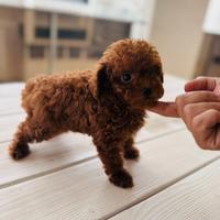 Yuky barboncino maschio figlio di Teacup Asiatico