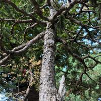Bonsai Abete