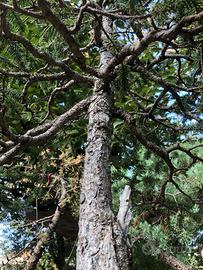 Bonsai Abete