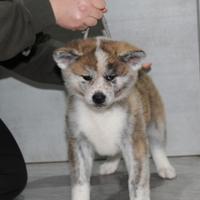 Cuccioli di Akita inu