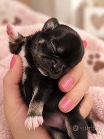 Cucciola Chihuahua con pedigree ENCI