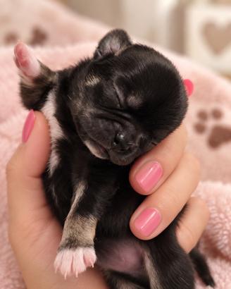 Cucciola Chihuahua con pedigree ENCI