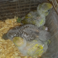 Pulli di pappagalli cocoriti