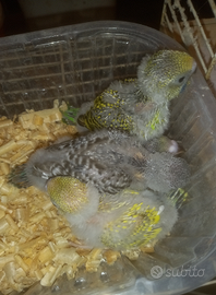 Pulli di pappagalli cocoriti