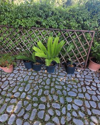 cicas piante