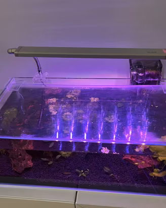 Acquario avviato