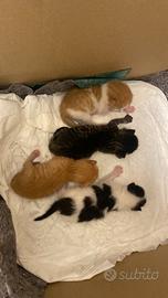 Ragalo gattini
