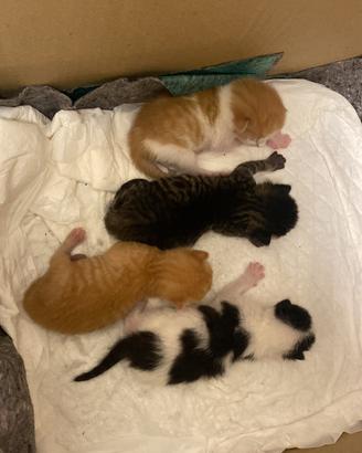 Ragalo gattini