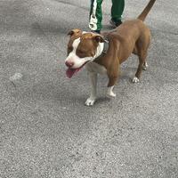 Pitbull in adozione