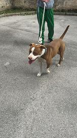 Pitbull in adozione