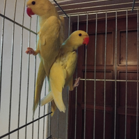 Parochetto da colare