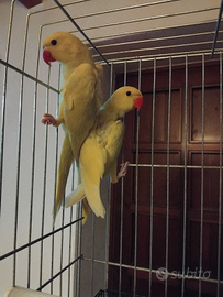 Parochetto da colare