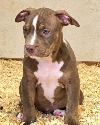 Cucciolo di pitbull
