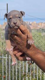 Pitbull 