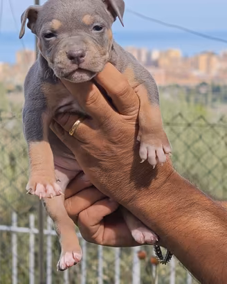 Pitbull 
